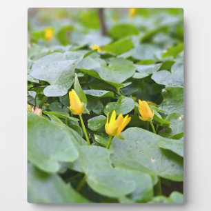 Bos Wilde Bloemen – Botanische Natuurfotografie Fotoplaat