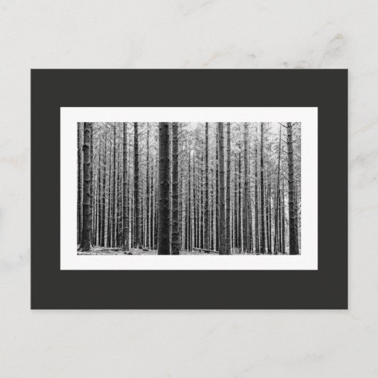 Bos (zwart en wit) briefkaart (Voorkant)