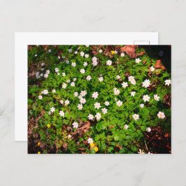 Bosanemoon, mooi witte voorjaarsbloem briefkaart