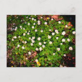 Bosanemoon, mooi witte voorjaarsbloem briefkaart (Voorkant)