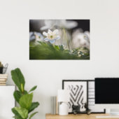 Bosanemoon Natuur Foto Poster (Thuiskantoor)