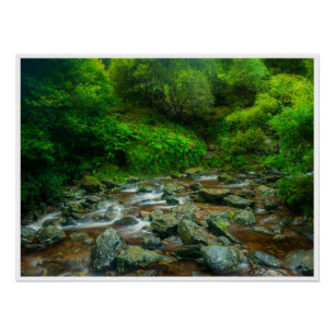 Bosbeek in weelderig bosgebied (Dargle-rivier) Perfect Poster
