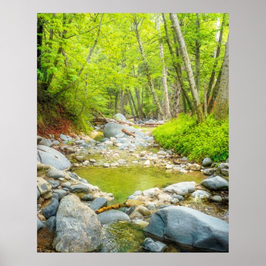 Bosbeek Natuur Landschap Foto Print Kunst (Voorkant)