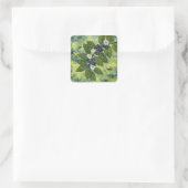Bosbes Tak Botanische Illustratie Vierkante Sticker (Tas)