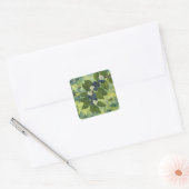 Bosbes Tak Botanische Illustratie Vierkante Sticker (Envelop)