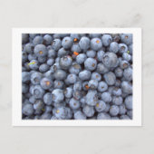 bosbessen, foto genomen in een boerderij bosbes briefkaart (Voorkant)