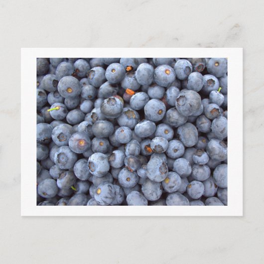 bosbessen, foto genomen in een boerderij bosbes briefkaart (Voorkant)