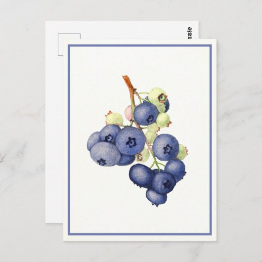  bosbessen Waterverf botanisch Briefkaart (Voorkant / Achterkant)