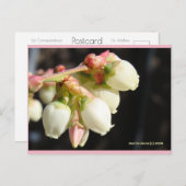 bosbessenbloesems | Blue Beach Song™-Briefkaart Briefkaart (Voorkant / Achterkant)