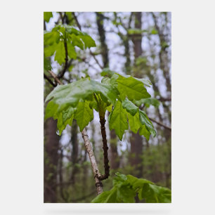 Bosbladeren na regen – Wilde natuur Roemenië Acryl Bord