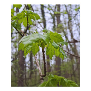 Bosbladeren na regen – Wilde natuur Roemenië Foto Afdruk