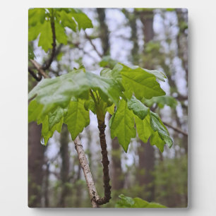 Bosbladeren na regen – Wilde natuur Roemenië Fotoplaat