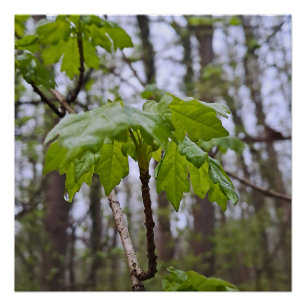Bosbladeren na regen – Wilde natuur Roemenië Perfect Poster