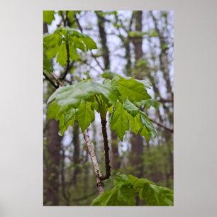 Bosbladeren na regen – Wilde natuur Roemenië Poster