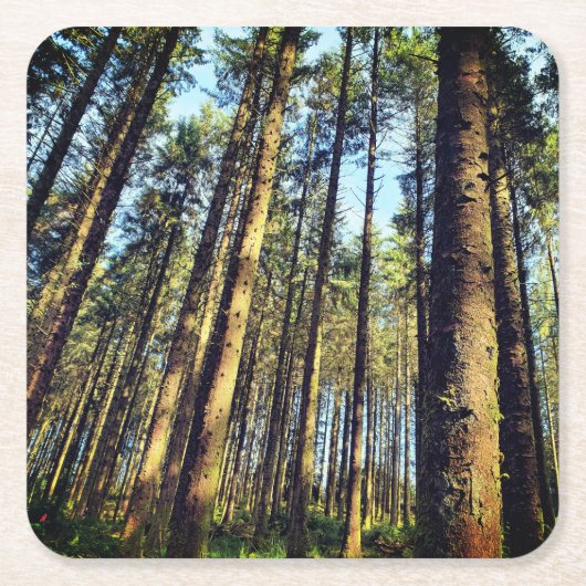 Bosbomen Kartonnen Onderzetters (Voorkant)
