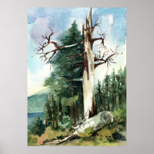 Bosbomen Wandelpad Bergzicht Poster
