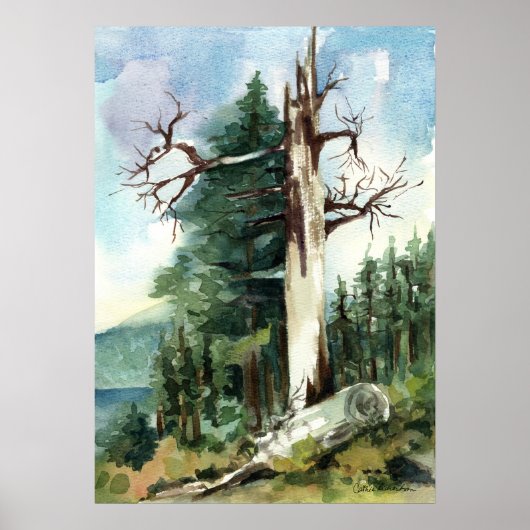 Bosbomen Wandelpad Bergzicht Poster (Voorkant)