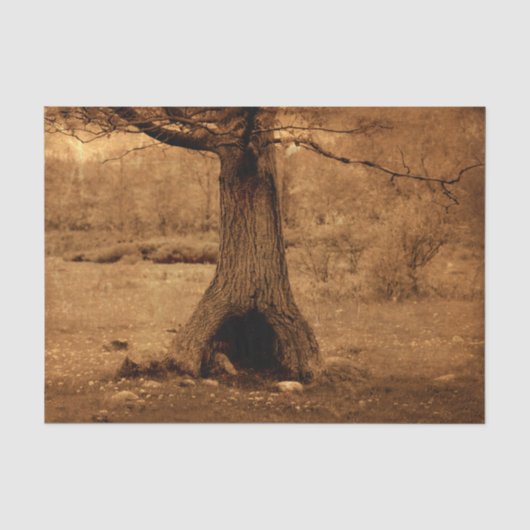Bosboom Oud Antiek Rustieke Textuur Tissuepapier (Voorkant)
