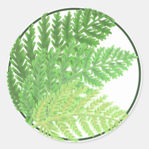Bosbos groene varens bosvarens ronde sticker