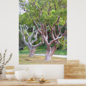 Bosbos Poster van de gumbolieboom (Keuken)