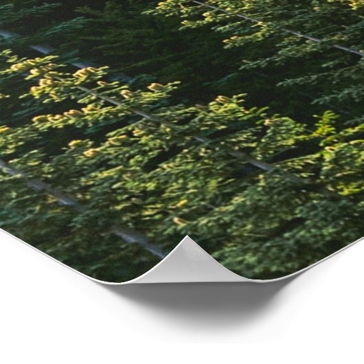 BOSBOUWFOTO POSTER (Hoek)