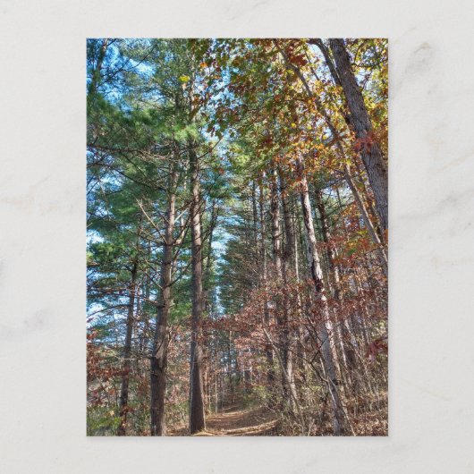 Bosbouwpad Briefkaart (Voorkant)