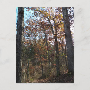 Bosbouwpad Briefkaart