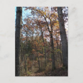 Bosbouwpad Briefkaart (Voorkant)