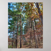 Bosbouwpad Poster (Voorkant)