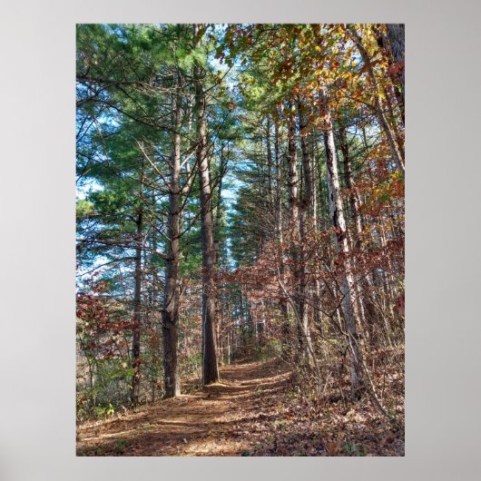 Bosbouwpad Poster (Voorkant)