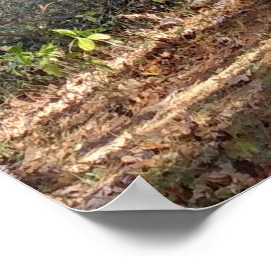 Bosbouwpad Poster (Hoek)