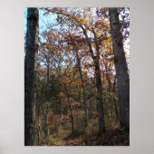 Bosbouwpad Poster (Voorkant)