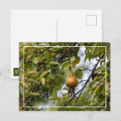 Bosc-peren op de boom briefkaart (Voorkant / Achterkant)