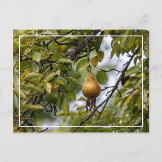 Bosc-peren op de boom briefkaart (Voorkant)