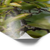 Bosc-peren op de boom foto afdruk (Hoek)