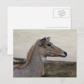 Boselaphus tragocamelus briefkaart (Voorkant / Achterkant)