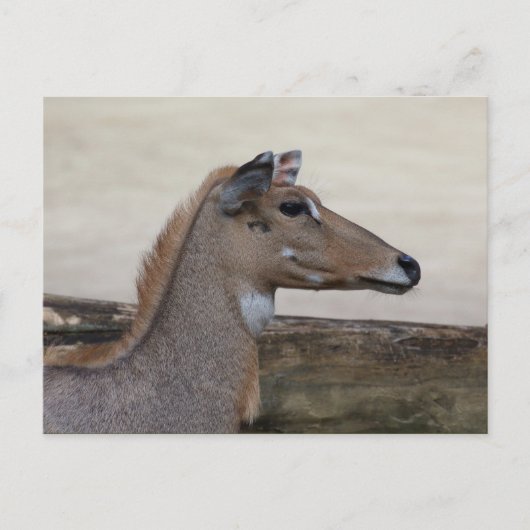 Boselaphus tragocamelus briefkaart (Voorkant)