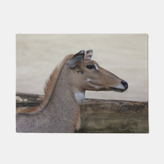Boselaphus tragocamelus deurmat (Voorkant)