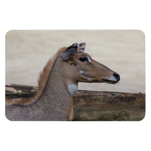 Boselaphus tragocamelus magneet (Horizontaal)