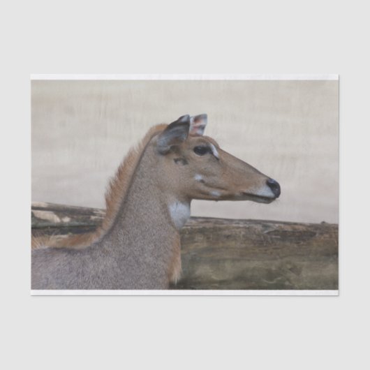 Boselaphus tragocamelus tissuepapier (Voorkant)