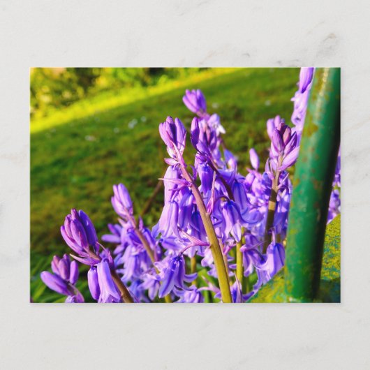 Boshyacinten Briefkaart (Voorkant)