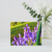 Boshyacinten Briefkaart (Staand voorkant)