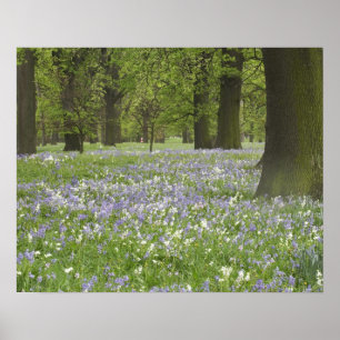 Boshyacinten en eiken in de lente, Little Hagley Poster