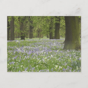 Boshyacinten en eikenbomen in de lente, Little Hag Briefkaart