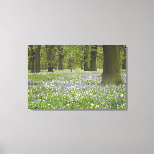 Boshyacinten en eikenbomen in de lente, Little Hag Canvas Afdruk