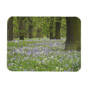 Boshyacinten en eikenbomen in de lente, Little Hag Magneet