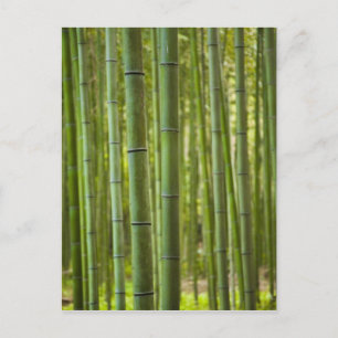 Bosje bamboebomen in bos, Arashiyama Briefkaart