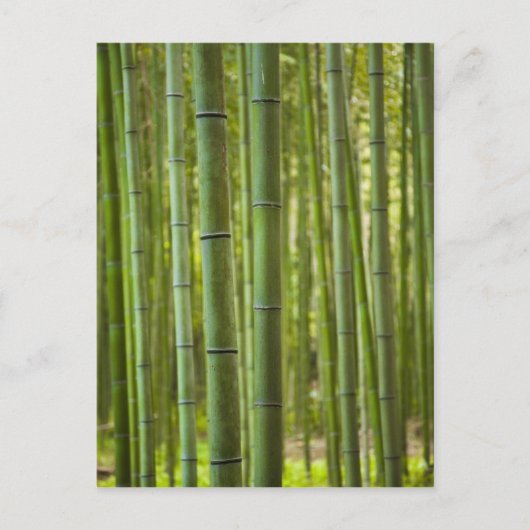 Bosje bamboebomen in bos, Arashiyama Briefkaart (Voorkant)