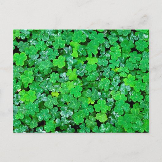Bosklaver in de lente briefkaart (Voorkant)