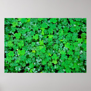 Bosklaver in de lente poster